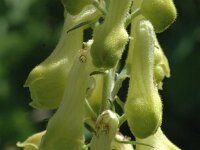 Aconitum vulparia 4, Gele monnikskap, Saxifraga-Jan van der Straaten