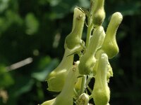 Aconitum vulparia 5, Gele monnikskap, Saxifraga-Jan van der Straaten