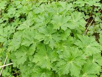 Aconitum vulparia 8, Gele monnikskap, Saxifraga-Rutger Barendse