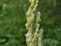 Aconitum vulparia ssp neapolitanum 22, Saxifraga-Harry Jans
