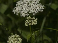Aegopodium podagraria 17, Zevenblad, Saxifraga-Jan van der Straaten