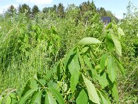Aesculus pavia