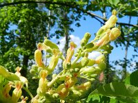 Aesculus pavia 2, Rode pavia, Saxifraga-Rutger Barendse