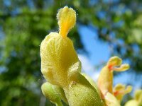 Aesculus pavia 4, Rode pavia, Saxifraga-Rutger Barendse