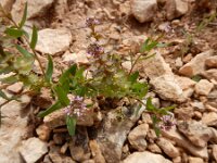 Aethionema carneum