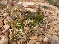 Aethionema carneum 6, Saxifraga-Ed Stikvoort : Jerevan - Areni - Noravank s9900