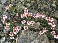 Aethionema saxatile