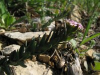 Aethionema saxatile 3, Saxifraga-Rutger Barendse