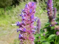 Agastache rugosa 2, Koreaanse netel, Saxifraga-Rutger Barendse
