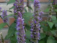 Agastache rugosa 7, Koreaanse netel, Saxifraga-Ed Stikvoort : A900