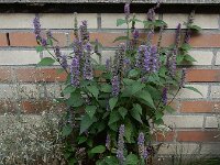 Agastache rugosa 9, Koreaanse netel, Saxifraga-Ed Stikvoort : A900