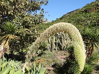 Agave attenuata 8, Saxifraga-Michiel Drok