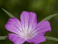 Agrostemma githago 52, Bolderik, Saxifraga-Jan van der Straaten