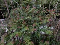 Ailanthus altissima 11, Hemelboom, Saxifraga-Ed Stikvoort : Kapan - Mehgri A900
