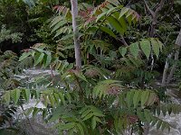Ailanthus altissima 12, Hemelboom, Saxifraga-Ed Stikvoort : Kapan - Mehgri A900