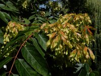 Ailanthus altissima 15, Hemelboom, Saxifraga-Ed Stikvoort : Lotus angustissimus gg Eindhoven A900