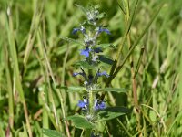 Ajuga genevensis 26, Harig zenegroen, Saxifraga-Sonja Bouwman  1002. Harig zenegroen - Ajuga genevensis - Lamiaceae familie (zw)