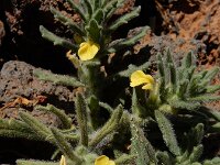 Ajuga iva pseudoiva 1, Saxifraga-Ed Stikvoort