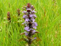 Ajuga reptans 54, Kruipend zenegroen, Saxifraga-Hans Grotenhuis