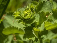 Alchemilla mollis 23, Fraaie vrouwenmantel, Saxifraga-Jan van der Straaten