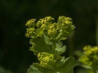 Alchemilla mollis 27, Fraaie vrouwenmantel, Saxifraga-Jan van der Straaten