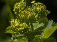 Alchemilla mollis 29, Fraaie vrouwenmantel, Saxifraga-Jan van der Straaten