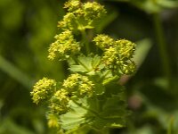 Alchemilla mollis 31, Fraaie vrouwenmantel, Saxifraga-Jan van der Straaten