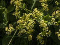 Alchemilla mollis 32, Fraaie vrouwenmantel, Saxifraga-Jan van der Straaten