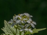 Alliaria petiolata 14, Look-zonder-Look, Saxifraga-Jan van der Straaten