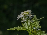 Alliaria petiolata 16, Look-zonder-Look, Saxifraga-Jan van der Straaten
