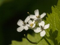 Alliaria petiolata 41, Look-zonder-Look, Saxifraga-Jan van der Straaten