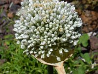 Allium affine 2, Saxifraga-Ed Stikvoort