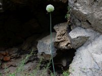 Allium affine 3, Saxifraga-Ed Stikvoort