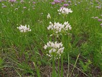 Allium angulosum 1, Saxifraga-Hans Grotenhuis