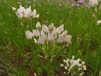 Allium angulosum 2, Saxifraga-Hans Grotenhuis