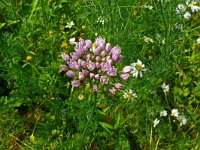 Allium angulosum 7, Saxifraga-Hans Grotenhuis