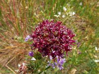 Allium cardiostemon 2, Saxifraga-Ed Stikvoort