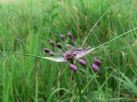 Allium carinatum 4, Berglook, Saxifraga-Jan Willem Jongepier