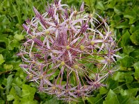 Allium cristophii