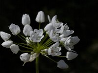 Allium neapolitanum 13, Italiaans look, Saxifraga-Willem van Kruijsbergen