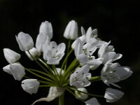 Allium neapolitanum 14, Italiaans look, Saxifraga-Willem van Kruijsbergen