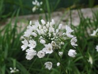 Allium neapolitanum 2, Italiaans look, Saxifraga-Jasenka Topic