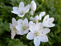 Allium neapolitanum 20, Italiaans look, Saxifraga-Ed Stikvoort