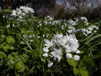 Allium neapolitanum 21, Italiaans look, Saxifraga-Ed Stikvoort