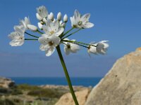 Allium neapolitanum 23, Italiaans look, Saxifraga-Ed Stikvoort