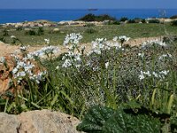 Allium neapolitanum 25, Italiaans look, Saxifraga-Ed Stikvoort