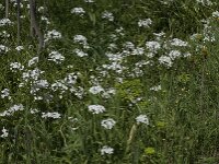 Allium neapolitanum 9, Italiaans look, Saxifraga-Willem van Kruijsbergen