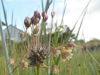 Allium oleraceum 14, Moeslook, Saxifraga-Jelle van Dijk