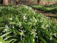 Allium paradoxum 10, Armbloemig look, Saxifraga-Jelle van Dijk