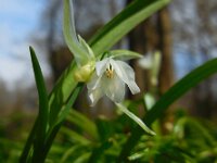 Allium paradoxum 3, Armbloemig look, Saxifraga-Ed Stikvoort